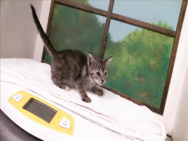 Unknown - Domestic Short Hair