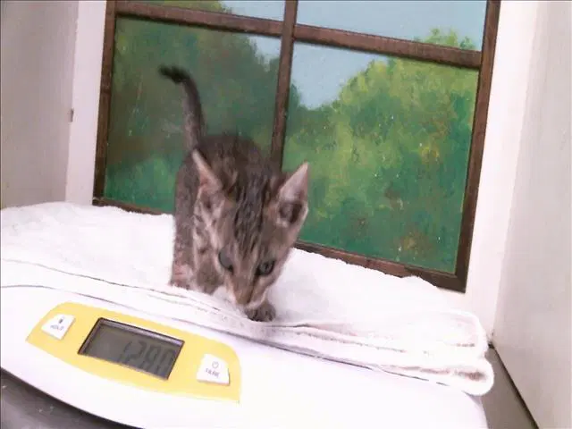 Unknown - Domestic Short Hair