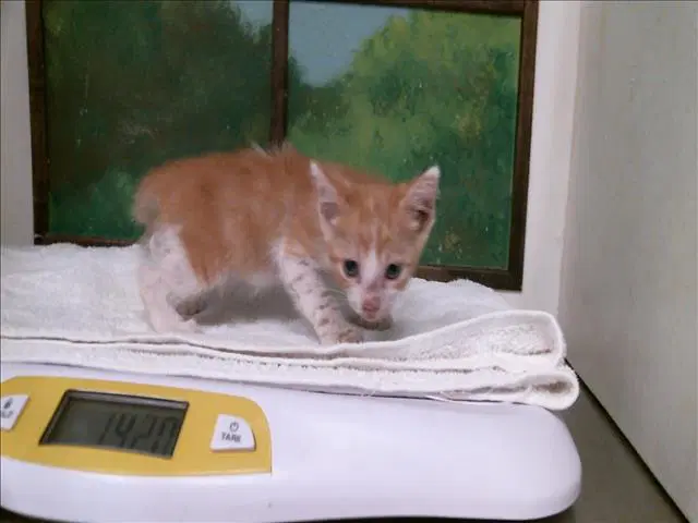 Unknown - Domestic Short Hair