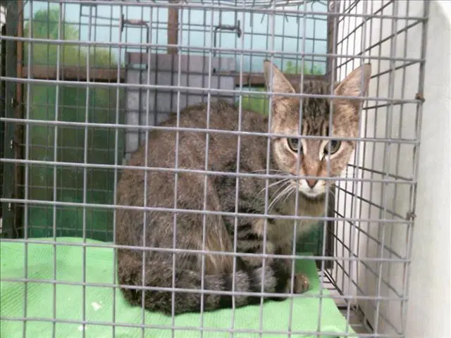 Unknown - Domestic Short Hair