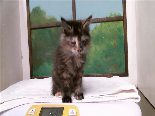 Mila - Domestic Long Hair