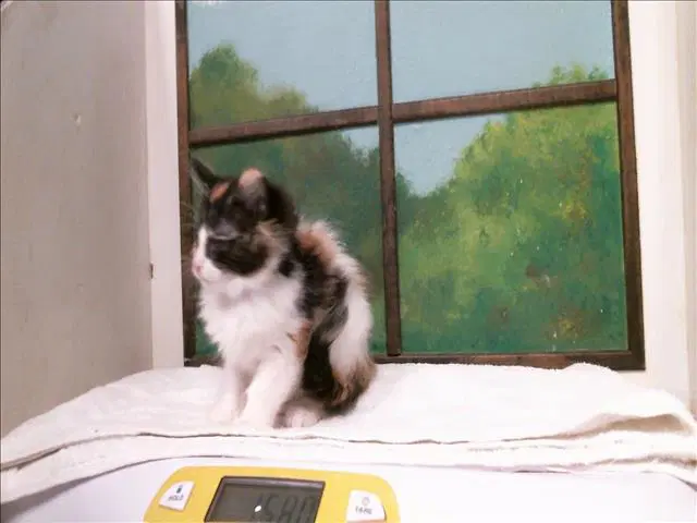 Miffy - Domestic Long Hair