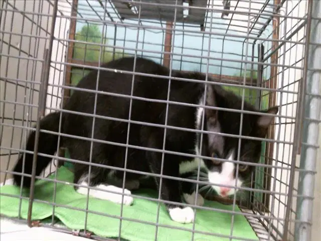 Unknown - Domestic Short Hair