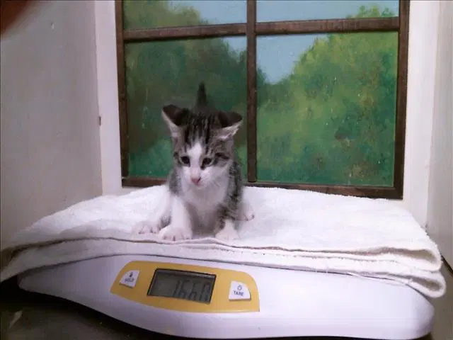 Potato - Domestic Short Hair