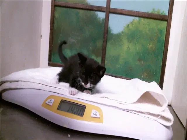 Gravy - Domestic Short Hair