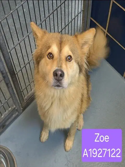 Zoe - German Shepherd Dog