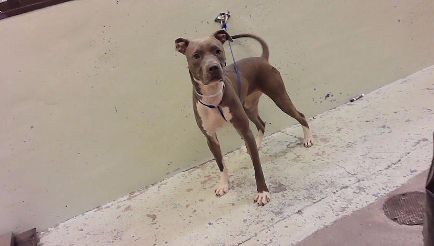 Nova