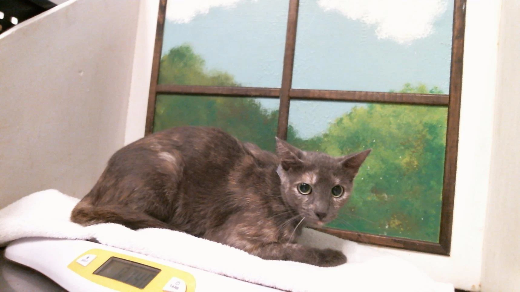 Anchovy