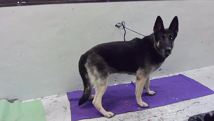 Sammie - German Shepherd Dog