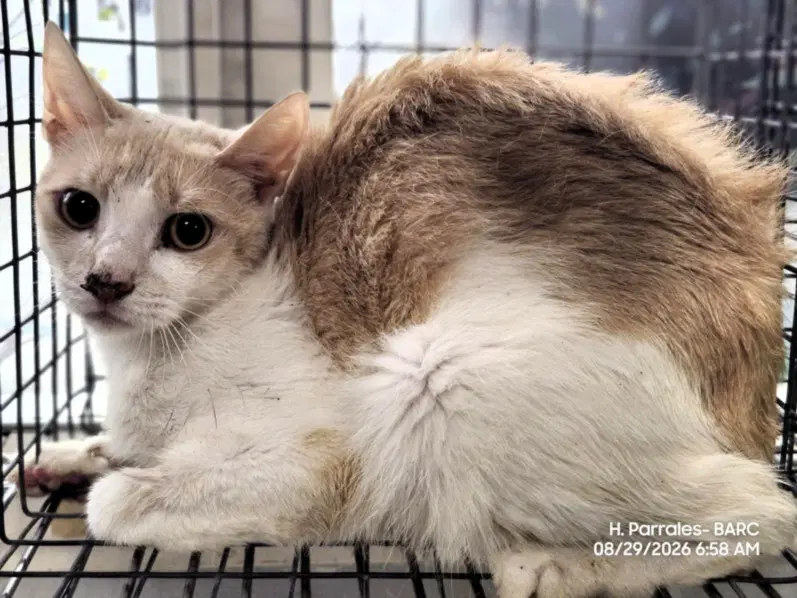Mack - Domestic Short Hair