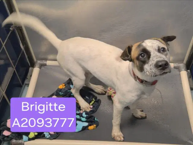 Brigitte - Australian Cattle Dog/Blue Heeler