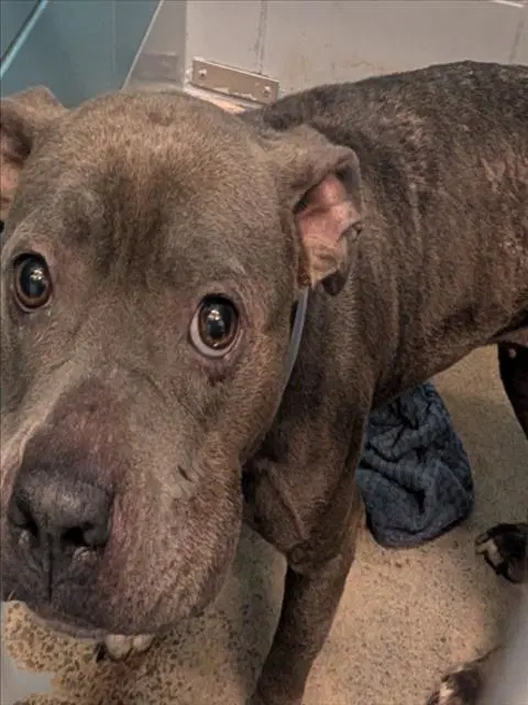 September - Staffordshire Bull Terrier