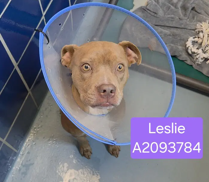 Leslie - Staffordshire Bull Terrier
