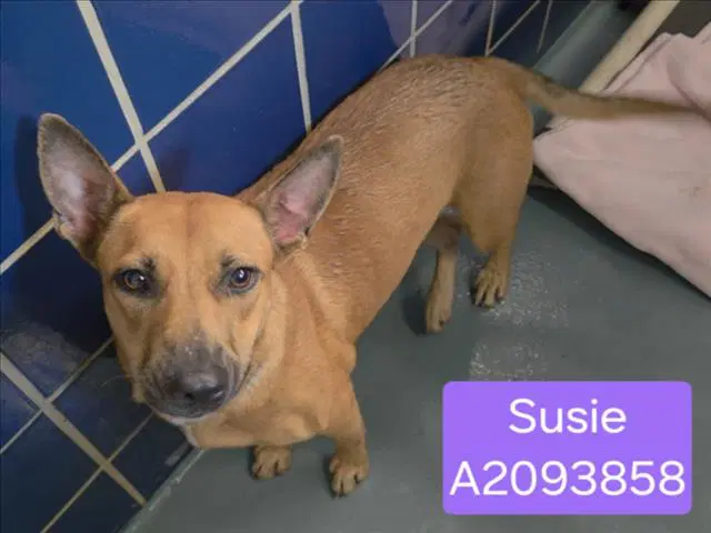 Susie image 1