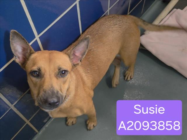 Susie