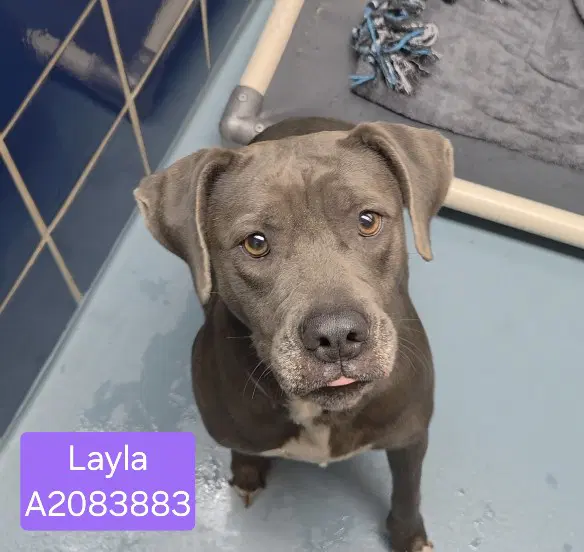 Layla - Staffordshire Bull Terrier
