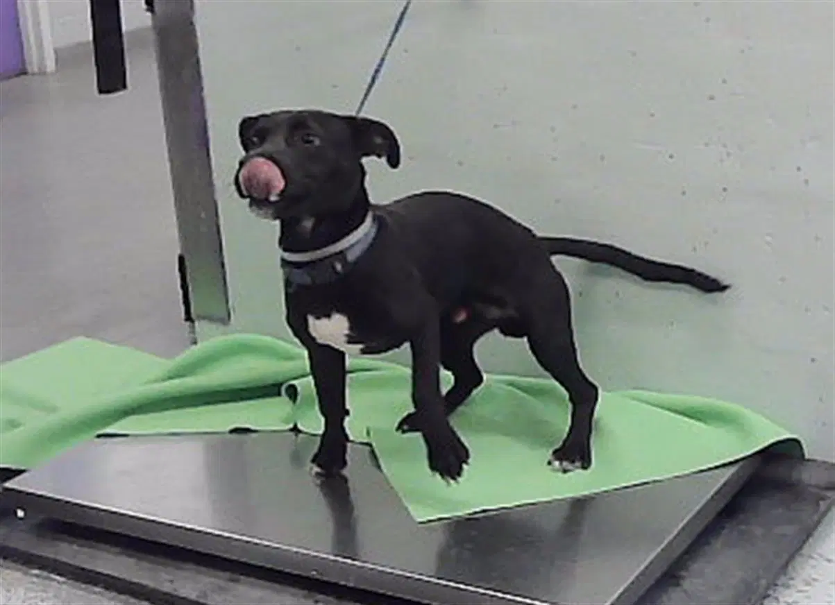 Kamu - Staffordshire Bull Terrier