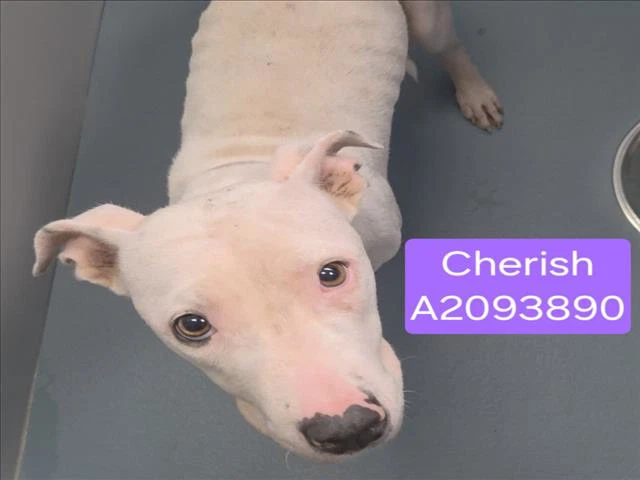 Cherish