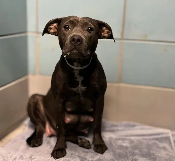 Katarina - Staffordshire Bull Terrier