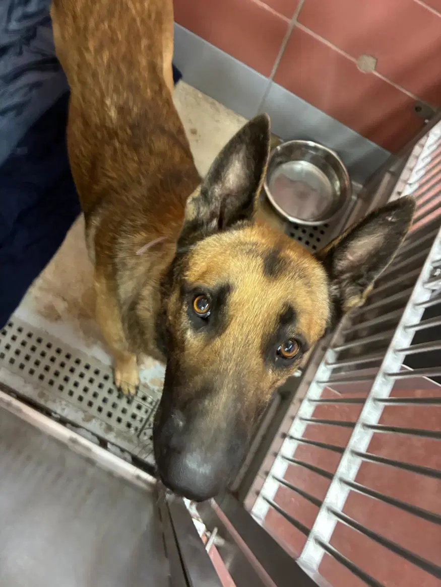 Malfoy - German Shepherd Dog
