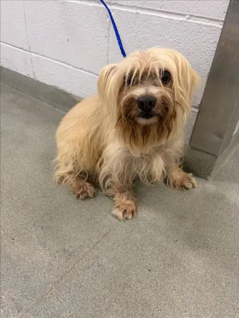 Patty - Shih Tzu