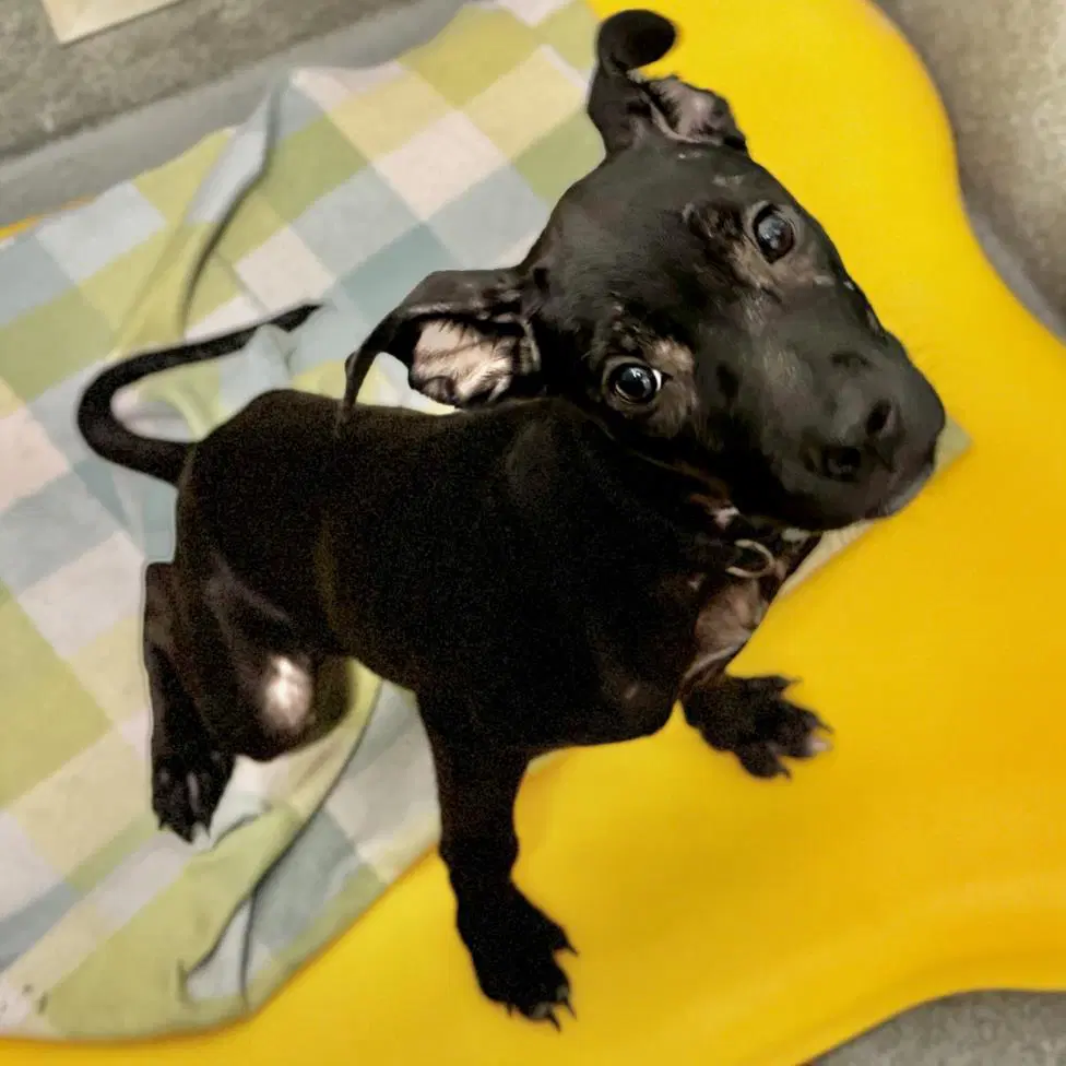 Sharityn - American Staffordshire Terrier