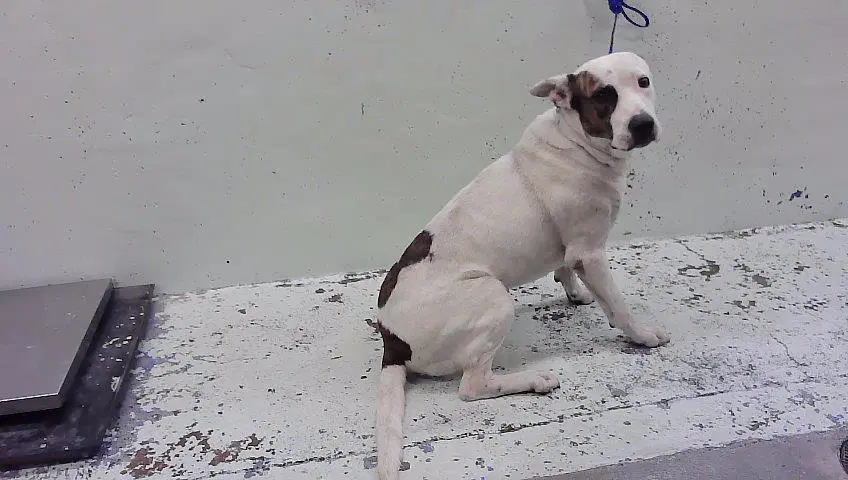 Breeze - Staffordshire Bull Terrier