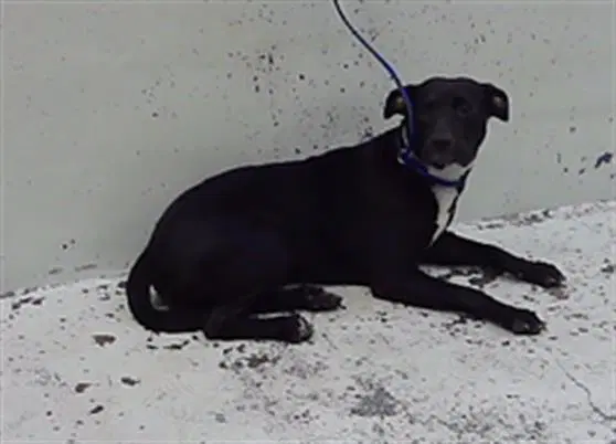 Karrah - Staffordshire Bull Terrier