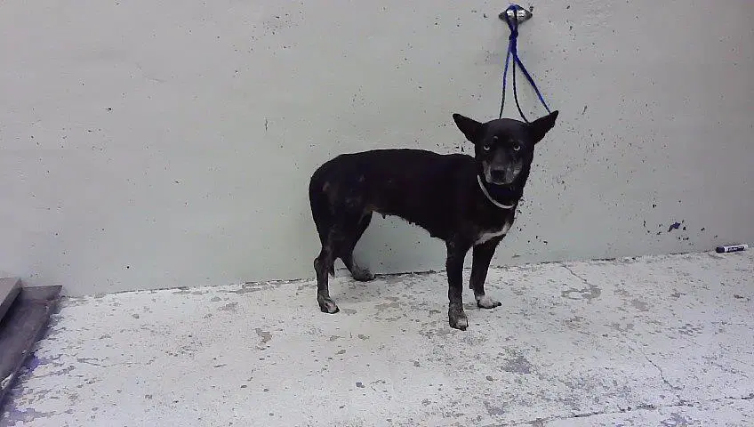 Strawberry - Australian Cattle Dog/Blue Heeler