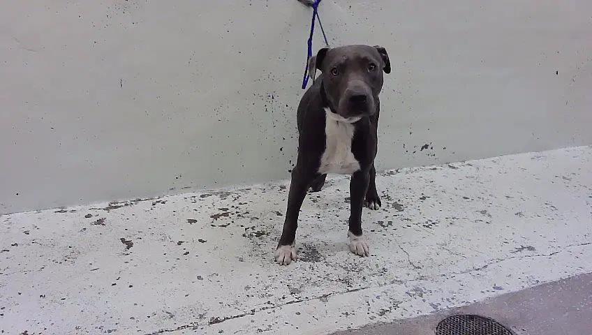 Unknown - Staffordshire Bull Terrier