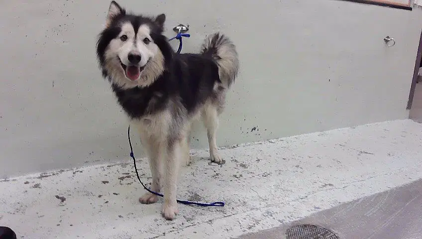Unknown - Alaskan Malamute