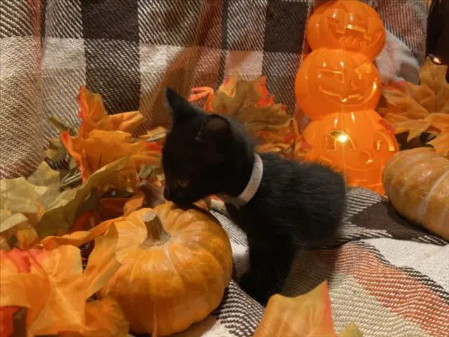 Crouton - Domestic Short Hair