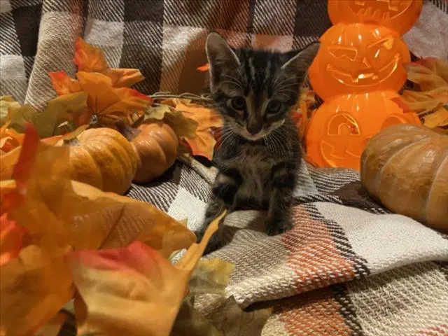 Dumpling - Domestic Short Hair