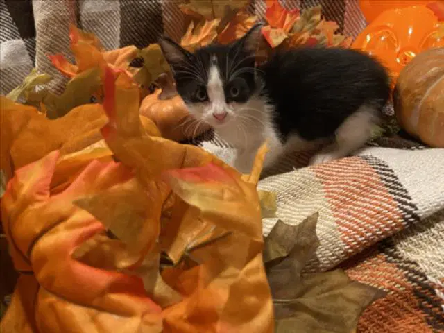 Dollop - Domestic Short Hair