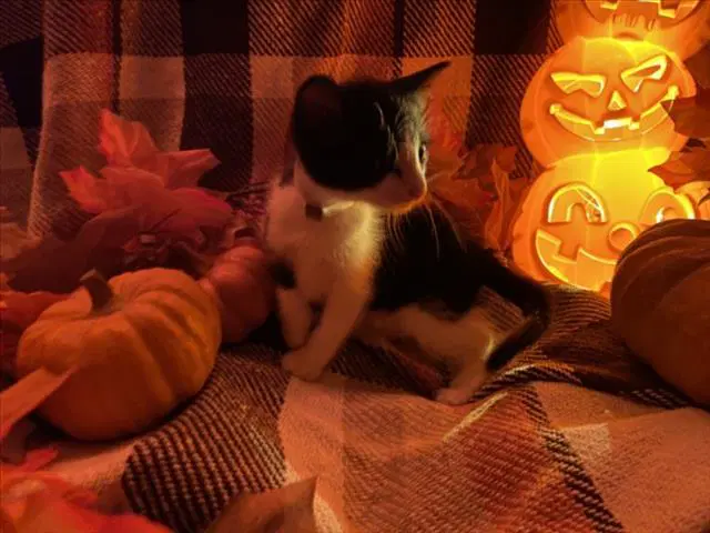 Jelly - Domestic Short Hair