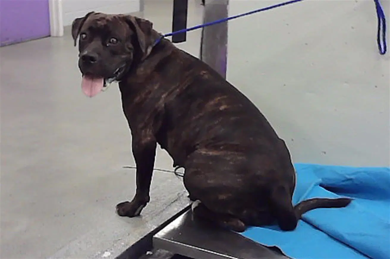 Unknown - Staffordshire Bull Terrier