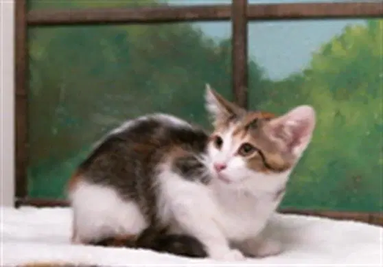 Plum image 1