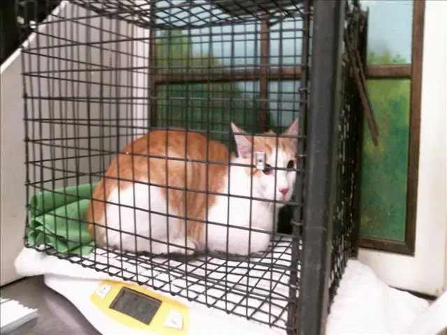 Unknown - Domestic Short Hair