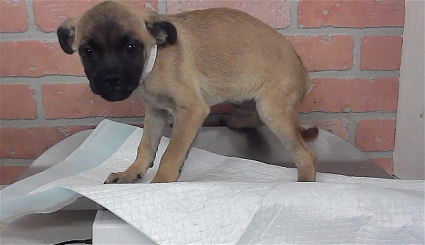 Teddy - Pug
