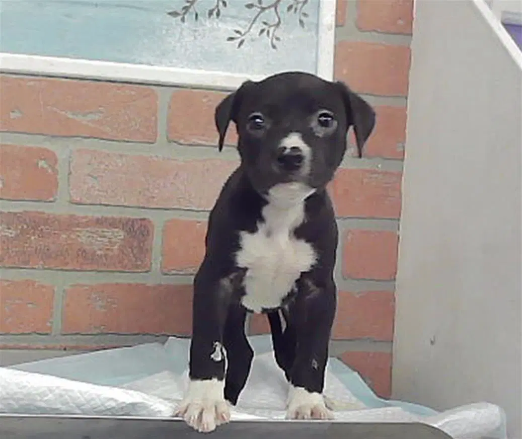 Trinity - Staffordshire Bull Terrier