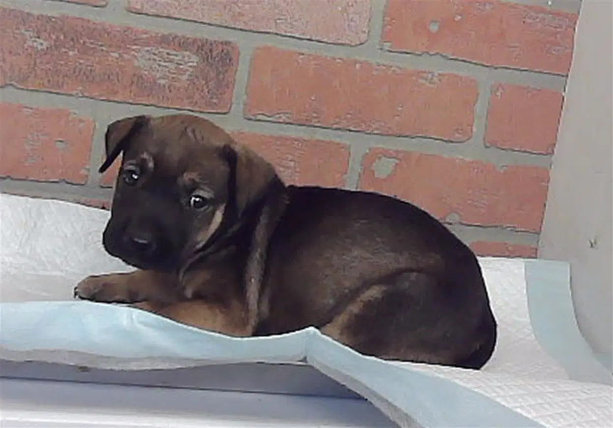 Unknown - Labrador Retriever