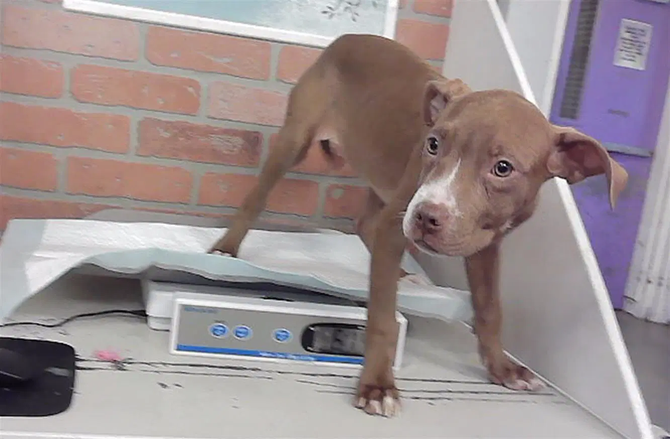 Unknown - Staffordshire Bull Terrier