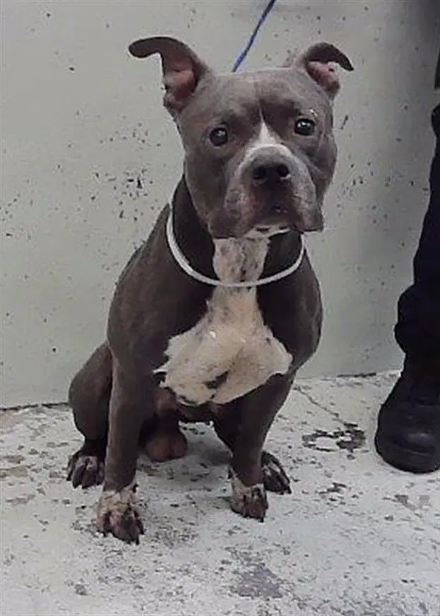Blue - Staffordshire Bull Terrier
