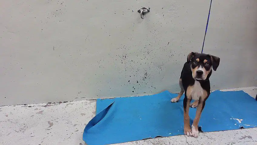 Unknown - American Staffordshire Terrier