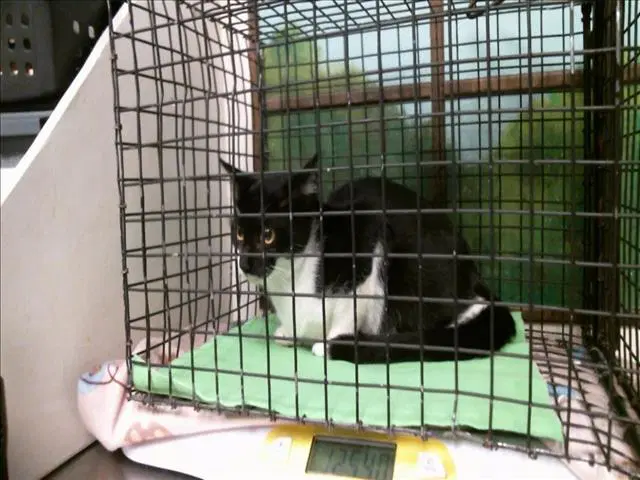 Unknown - Domestic Short Hair