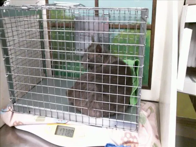 Unknown - Domestic Short Hair