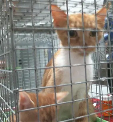 Kai - Domestic Short Hair