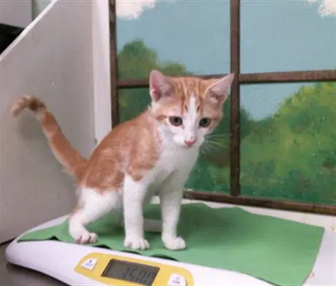 Autumn - Domestic Short Hair