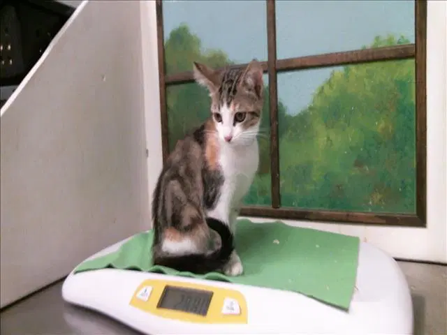 Morticia - Domestic Short Hair