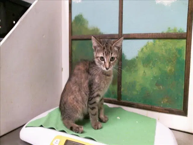 Cindy - Domestic Short Hair